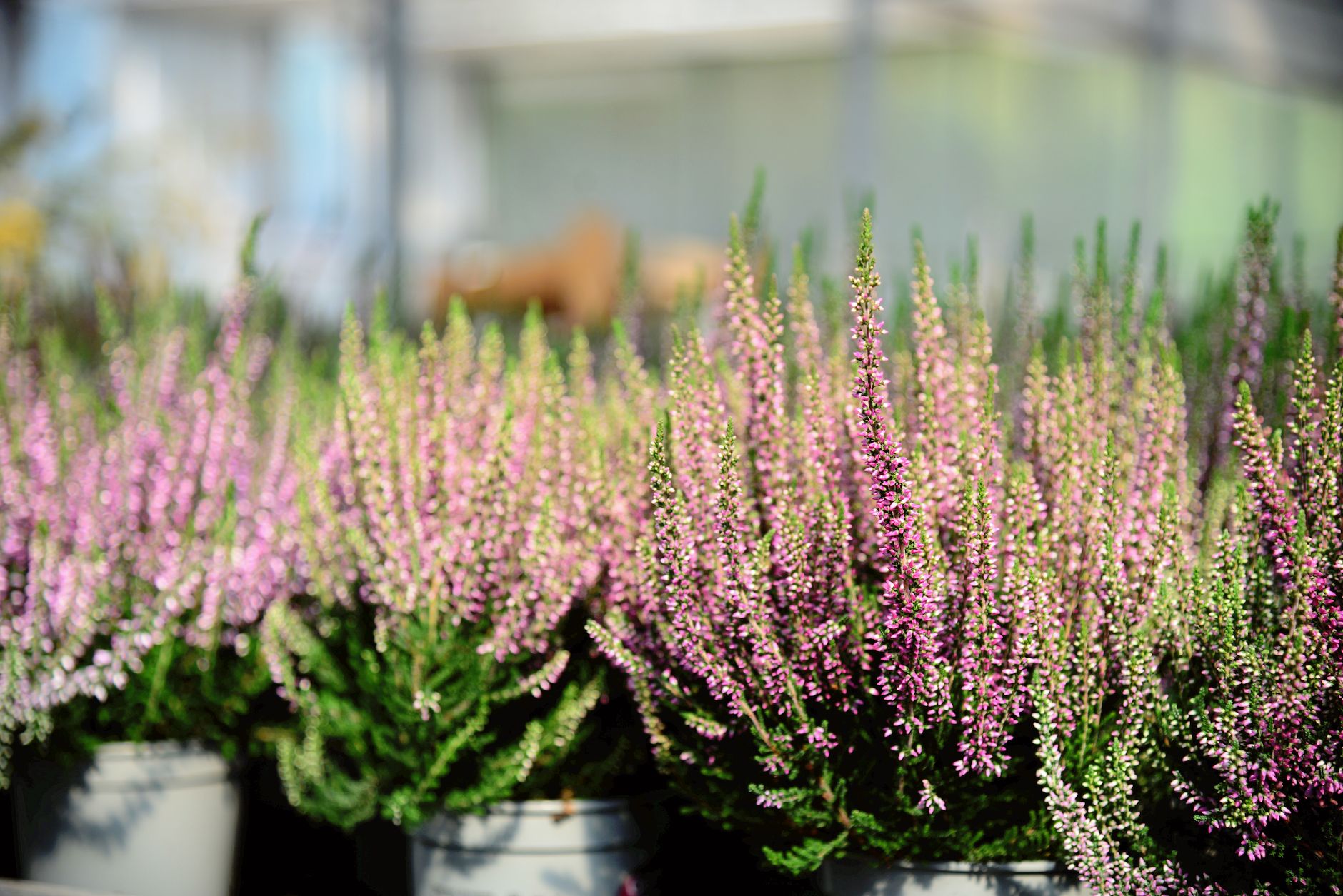 Pourquoi planter des arbustes en septembre ?