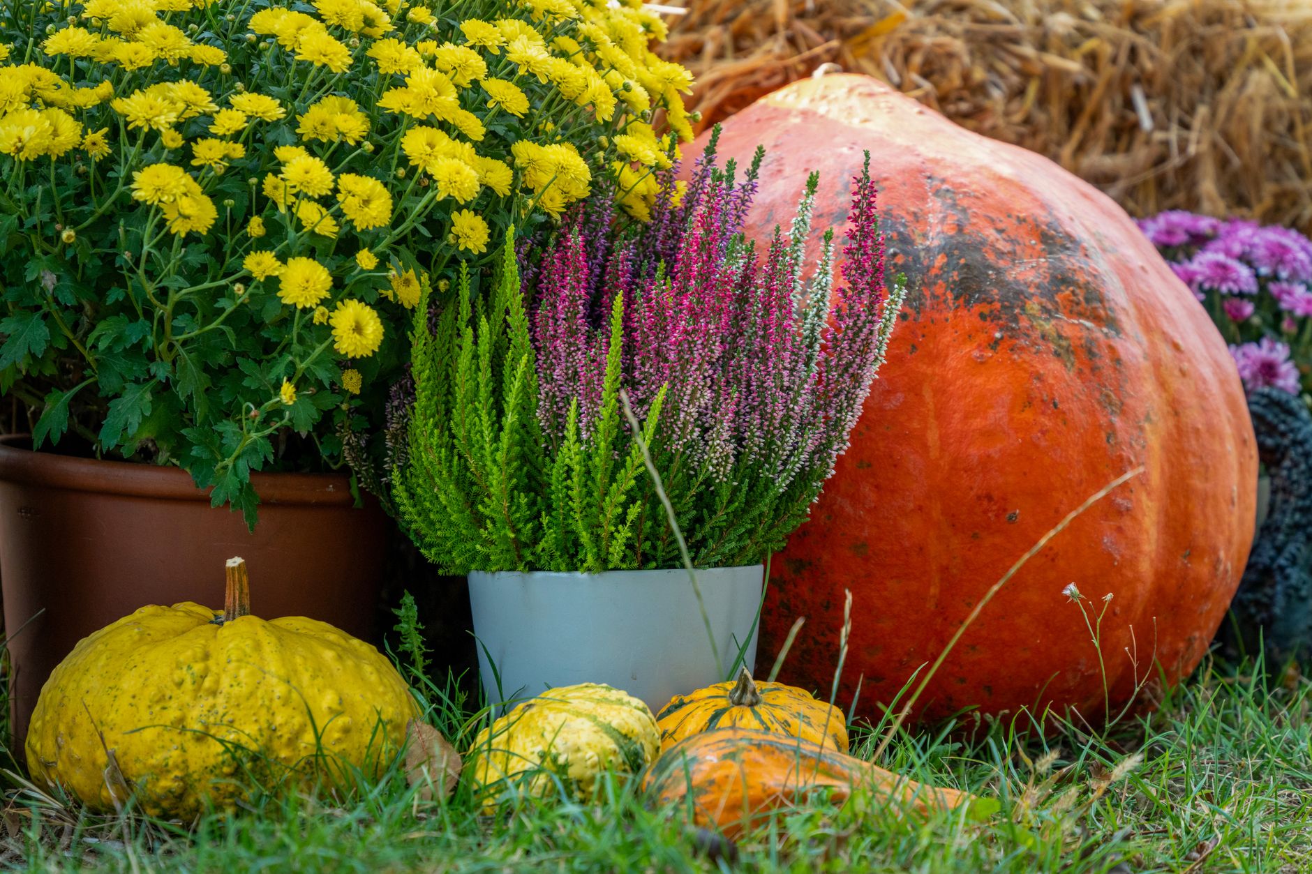 Pourquoi planter des arbustes mellifères en automne est-il bénéfique ?