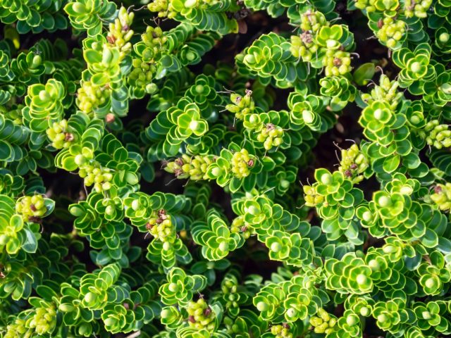 Pourquoi planter des arbustes en septembre ?
