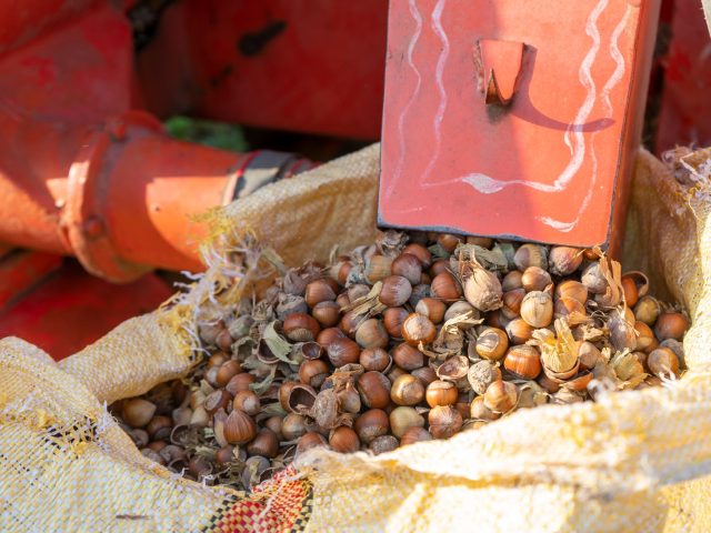 Comment bien récolter et conserver les noix et noisettes ?