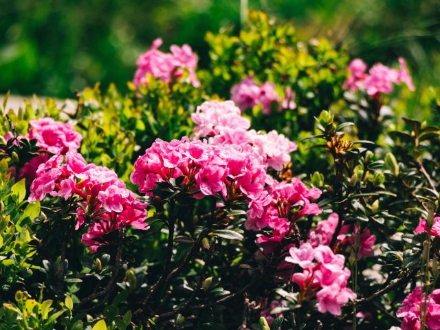 Pourquoi planter des arbustes mellifères en automne est-il bénéfique ?